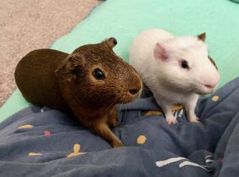 Rescue Short Haired Guinea Pigs for Adoption in Wellington, Colorado - Frog And Toad | PetCurious